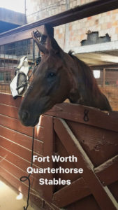 Fort Worth Texas Stockyard Quarter Horses Day Trips from Austin
