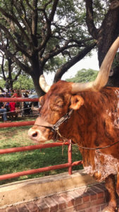 Fort Worth Texas Stockyard Longhorns Day Trips from Austin