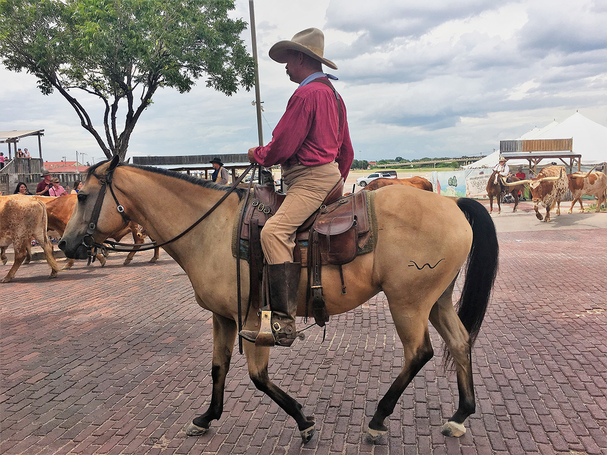 Fort Worth Texas Stockyard Longhorn Cattle Drive Day Trips from Austin