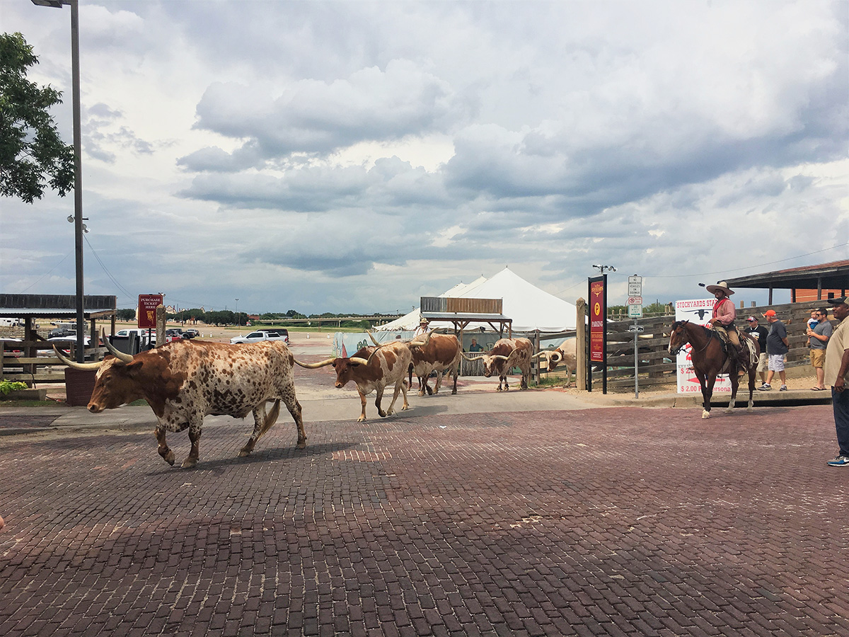 Fort Worth Texas Stockyard Longhorn Cattle Drive Day Trips from Austin