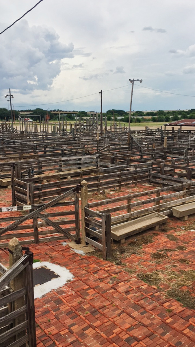 Fort Worth Texas Stockyard Stables Day Trips from Austin