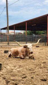 Fort Worth Texas Stockyard Longhorns Day Trips from Austin